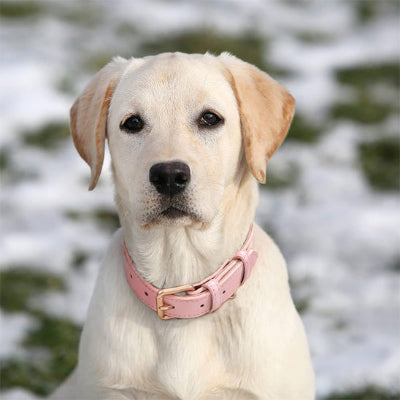 Collier en cuir pour chien ColDog blanc rose assis chien