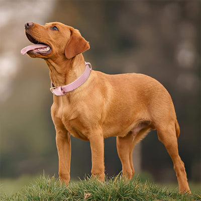 Collier en cuir pour chien ColDog debout brun rose chien