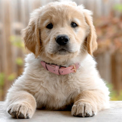 Collier en cuir pour chien ColDog rose blanc coucher chien