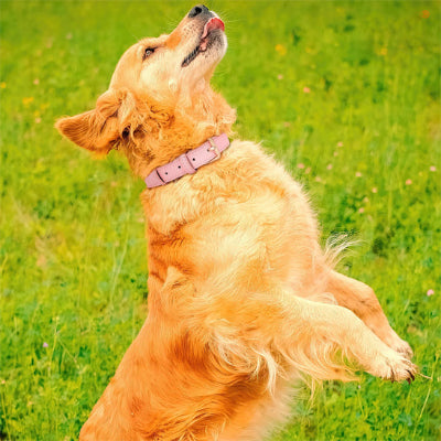 Collier en cuir pour chien ColDog sauter brun rose chien