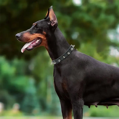 Collier en cuir pour chien LeaDog bedout noir chien