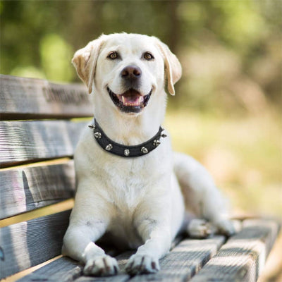 Collier en cuir pour chien LeaDog blanc noir chien