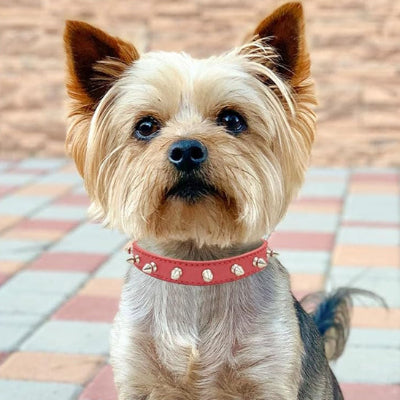 Collier en cuir pour chien LeaDog brun rouge chien