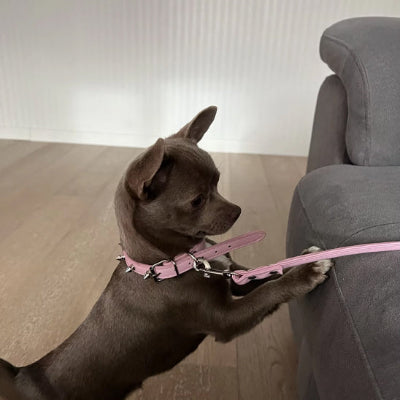 Collier en cuir pour chien LeaDog rose brun sofa debout chien