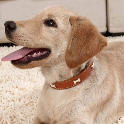 Collier en cuir pour chien PetDogs chocolat blanc coucher chien