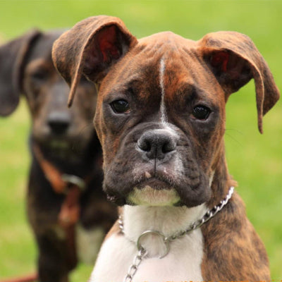 Collier étrangleur chien DogCho argenter, deux regarde, chien
