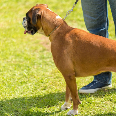 Collier étrangleur chien DogCho brun debout argenter, chien