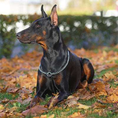 Collier étrangleur chien DogCho coucher, noir argenter, chien