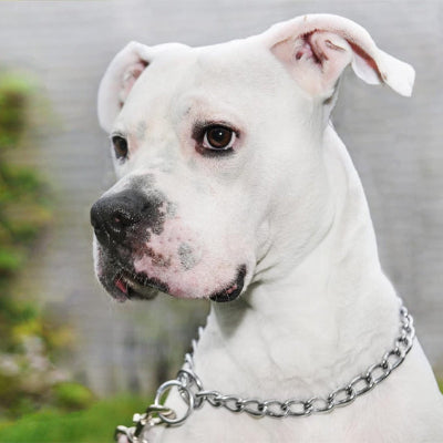 Collier étrangleur chien DogCho regarde blanc chien
