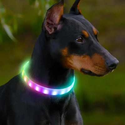 Collier lumineux chien LigColl assis noir collier chien