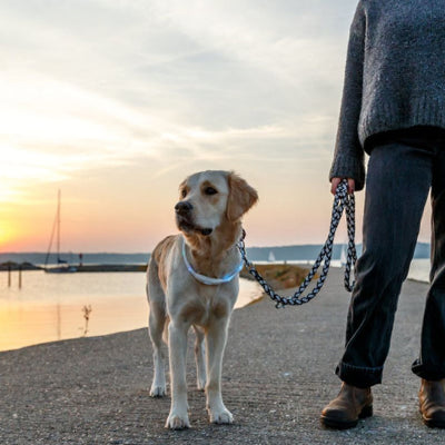 Collier lumineux chien LigColl brun blanc debout chien