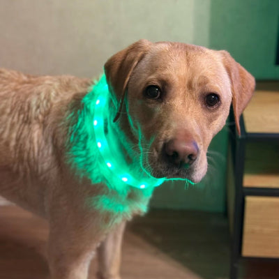 Collier lumineux chien LigColl debout brun collier chien