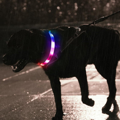 Collier lumineux chien LigColl debout collier noir chien