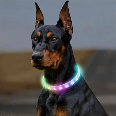 Collier lumineux chien LigColl noir assis chien
