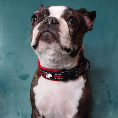 Collier pour chien CollarDog blanc noir, collier rouge chien
