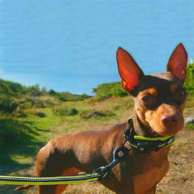 Collier pour chien CollarDog brun vert chien