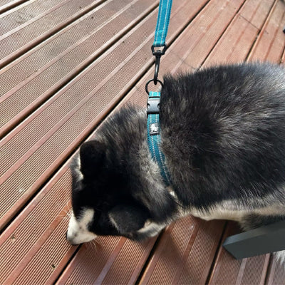 Collier pour chien CollarDog noir bleu debout chien