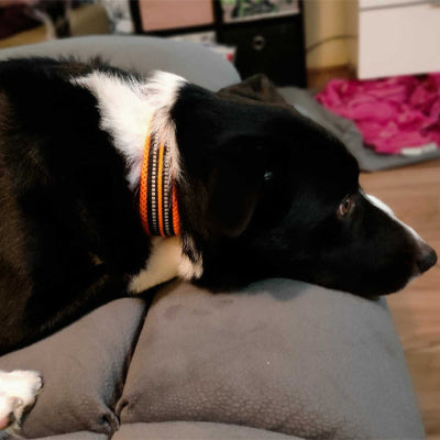 Collier pour chien CollarDog noir orange coucher chien