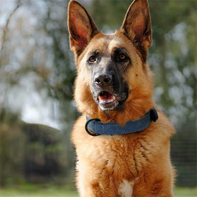 Collier pour chien DogCollars bleu chien