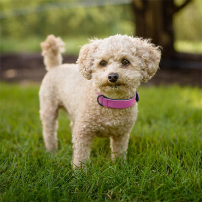 Collier pour chien DogCollars rose chien