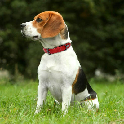 Collier pour chien DogCollars rouge chien