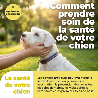 Comment prendre soin de la santé de votre chien