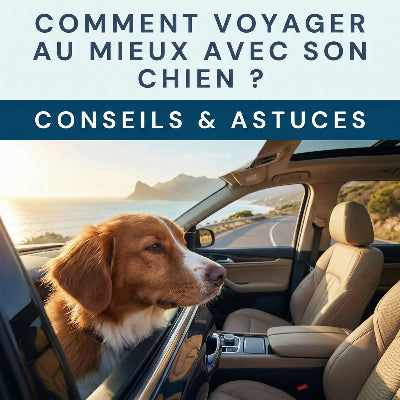 Comment voyager mieux avec son chien, merci