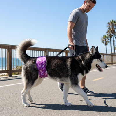 Couche chien HighlyComfortable violet debout chien