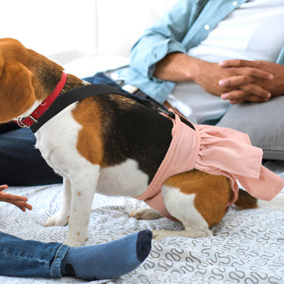 Couche pour chien DogNap rose chocolat assis chien