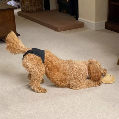 Couche pour chien NapFor brun, couche chien