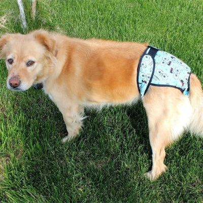 Couches chiens ForDog brun bleu debout chien