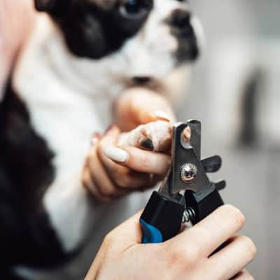 Coupe griffe chien AccuracyErgo bleu debout noir blanc chien
