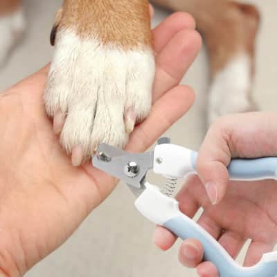 Coupe griffe chien AcuityErgo bleu patte blanc chien