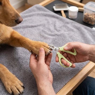 Coupe griffe chien ProfessionalExpert vert, coupe chien
