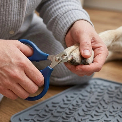 Coupe griffe chien ProfessionalSafe bleu homme patte chien