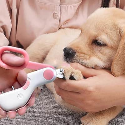 Coupe griffe chien Safeguarded rose coucher brun chien