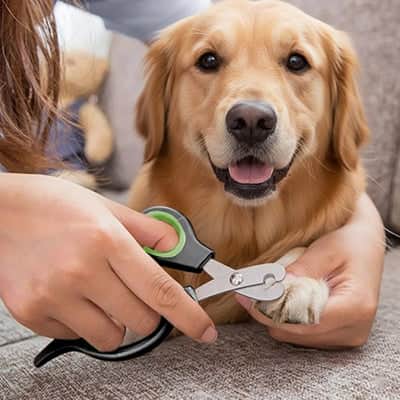 Coupe griffe chien TheExperienced noir salon brun coucher chien