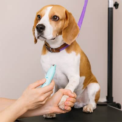 Coupe griffe pour chien HighlySecure bleu chien