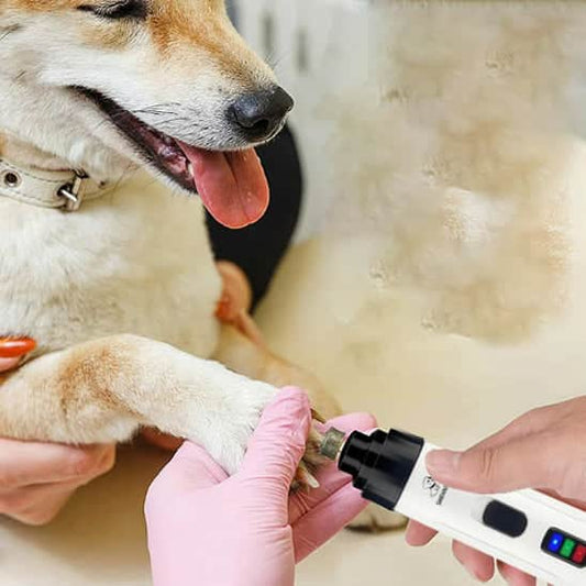 Coupe griffe pour chien | SafeSecure™