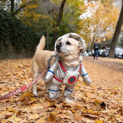 Déguisement chien Halloween DogCostumes astronaute forêt chien