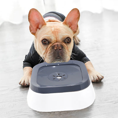 Gamelle anti éclaboussure SplashProof habiller regarde, chien