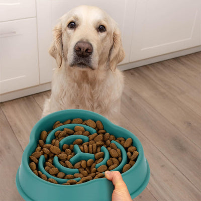 Gamelle anti glouton GourdBowl chien regarde chien