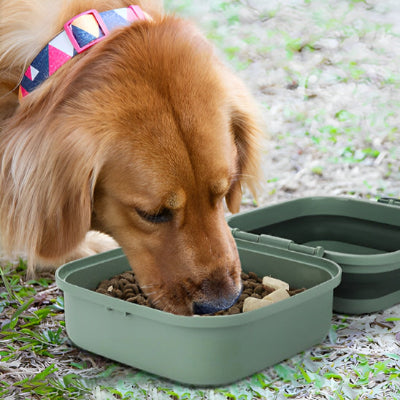 Gamelle pour chien DogFoodDish goûter chien