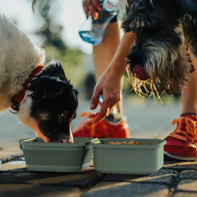Gamelle pour chien DogFoodDish il mange, chien