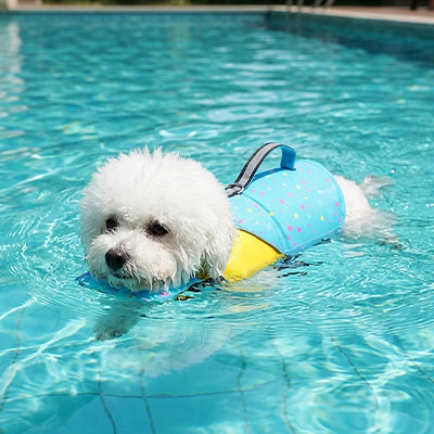 Gilet de sauvetage chien SuperiorBuoyancy bleu eau chien