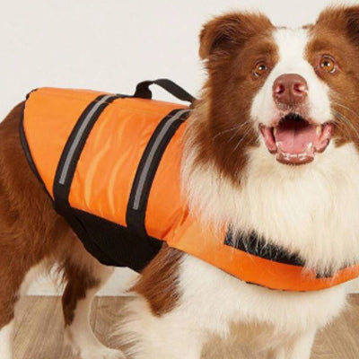 Gilet de sauvetage chien DogLife brun orange debout chien