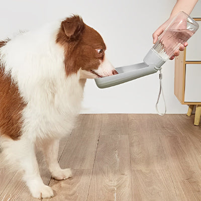 Gourde chien DogsWaterBottles boire gris chien