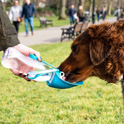 Gourde chien GourdsShapedDogs bleu boire brun public chien