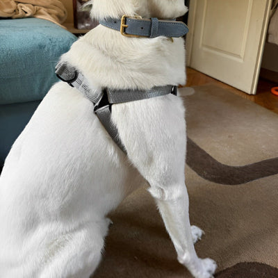 Harnais anti traction chien AntiPull blanc chien