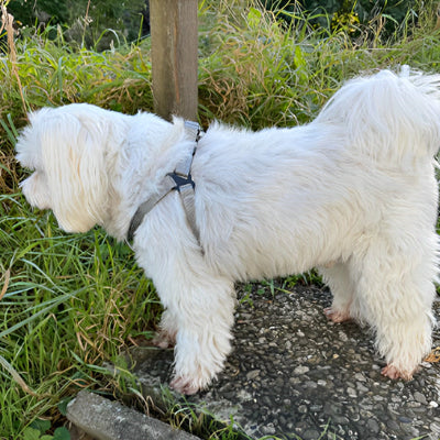 Harnais anti traction chien AntiPull blanc, harnais gris chien
